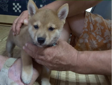 柴犬(豆柴)【佐賀県・男の子・2020年7月7日・赤】の写真「つぶらな瞳がとても印象的で元気で素敵な子です。」