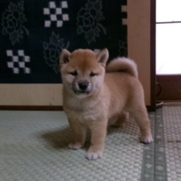 柴犬(豆柴)【佐賀県・男の子・2023年5月10日・赤】の写真「今の所大人しく素直でおりこうさんの男の子です。」