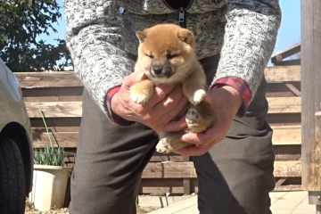 柴犬(豆柴)【佐賀県・女の子・2021年12月30日・赤】の写真「とてもチャミングな顔だちの素敵な子です。」