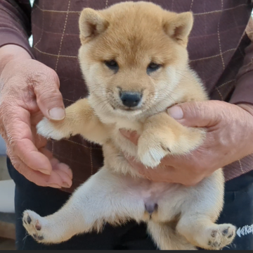 柴犬(豆柴)【佐賀県・女の子・2024年3月12日・赤】の写真「とても綺麗で上品な唯一無二の上質な子です。」