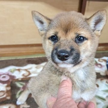 柴犬(豆柴)【佐賀県・女の子・2022年10月20日・赤】の写真「小さいけれどとても元気一杯やんちゃな子です。」