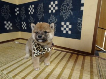 柴犬(豆柴)【佐賀県・男の子・2020年9月25日・赤】の写真「骨量抜群の完成された、欠点のない素晴らしい子です。」