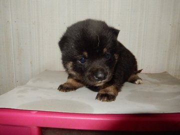 柴犬(豆柴)【佐賀県・男の子・2016年1月30日・黒】の写真「地味ですが、黒豆柴を好きな方ならたまらないでしょう」