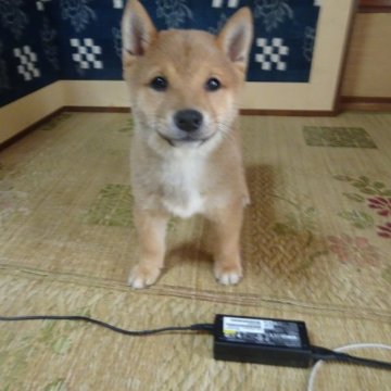 柴犬(豆柴)【佐賀県・男の子・2023年2月20日・赤】の写真「明るくおっとりした性格の良い元気な男らしい子です。」