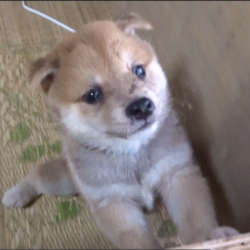 柴犬(豆柴)【佐賀県・男の子・2022年5月16日・赤】の写真「若干薄い上品な色合いです。」