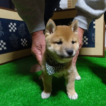 柴犬(豆柴)【佐賀県・男の子・2022年10月20日・赤】の写真「骨量豊かで丸々と太った元気一杯の子です。」