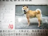 豆柴【佐賀県・男の子・2018年2月1日・赤】の写真4「父親犬の認定証です。雄犬としてはかなり小さな父親です。」