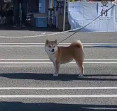 豆柴【佐賀県・男の子・2022年12月13日・赤】の写真5「大会にて自家繫殖犬のチャンピオンの子のお母さん犬の杏アダルトメスの部NO1！！」