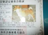 豆柴【佐賀県・男の子・2018年2月1日・赤】の写真5「母親犬の認定証です。ご覧になってお分かりの通りとても小さい母親です。」