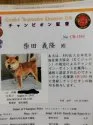 豆柴【佐賀県・男の子・2020年2月12日・赤】の写真5「父親犬KCJチャンピオン」