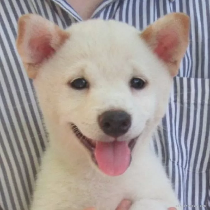 春ちゃん 様のお迎えした子犬