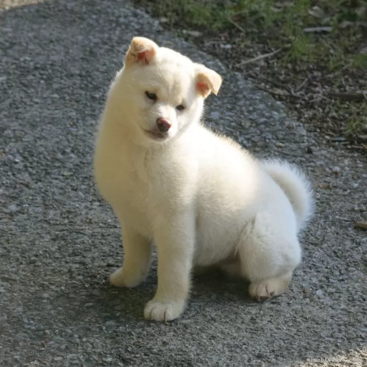 癒し効果満点の人気の高い白柴ちゃんです。 | 柴犬(標準サイズ)