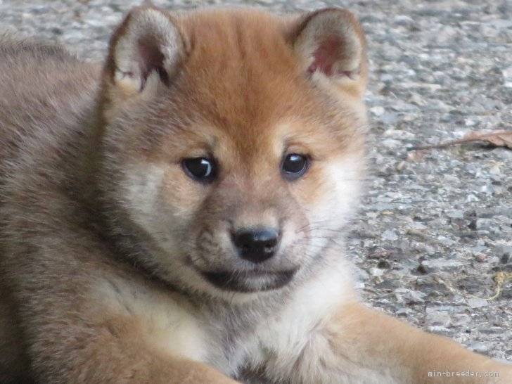 柴犬 愛媛県 女の子 21年2月日 赤色 可愛い性格 で癒し効果満点の赤柴ちゃんです みんなのブリーダー 子犬id 2103