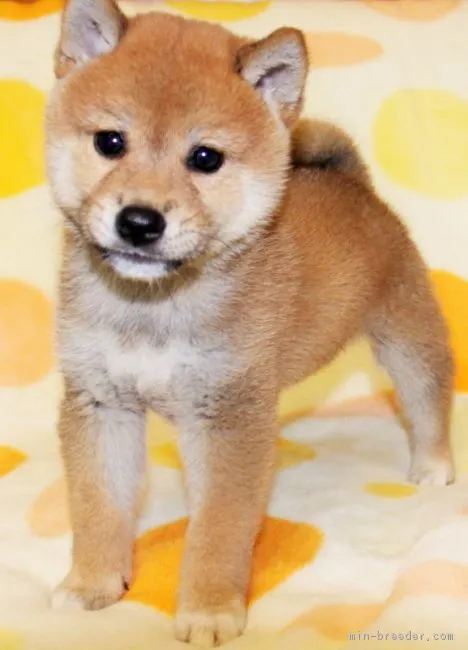 柴犬(標準サイズ)【徳島県・男の子・2017年8月8日・赤】の写真1「9月22日撮影」