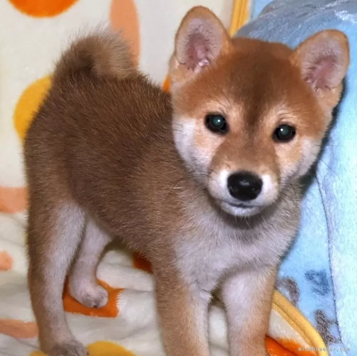 きょーちゃん 様のお迎えした子犬