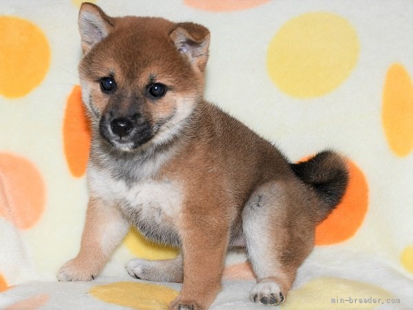 柴犬 徳島県 女の子 22年1月14日 赤 かわいい柴犬の女の子 3月17日撮影 みんなのブリーダー 子犬id 23