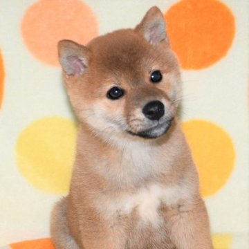 柴犬(標準サイズ)【徳島県・男の子・2022年10月27日・赤】の写真「かわいい柴犬の男の子　」