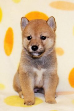 柴犬(標準サイズ)【徳島県・女の子・2017年8月8日・赤】の写真「とてもかわいい女の子」