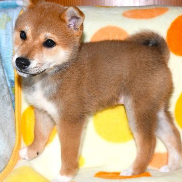 柴犬(標準サイズ)【徳島県・男の子・2023年10月6日・赤】の写真「甘えん坊できれい好きなイケメン　」