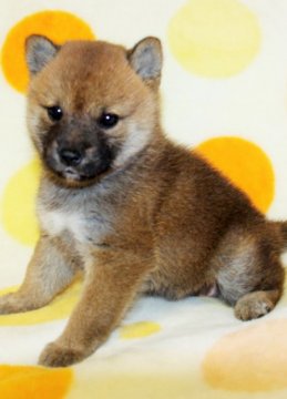 柴犬(標準サイズ)【徳島県・女の子・2017年9月9日・赤】の写真「とてもかわいい柴犬の女の子」