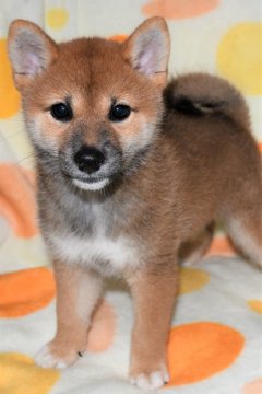 柴犬(標準サイズ)【徳島県・女の子・2021年6月23日・赤】の写真「かわいい柴犬の女の子　8月28日撮影」