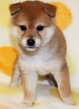 柴犬(標準サイズ)【徳島県・女の子・2017年10月10日・赤】の写真「良血統でかわいい柴犬の女の子」