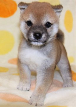 柴犬(標準サイズ)【徳島県・男の子・2018年5月5日・赤】の写真「豆柴サイズで良血統でかわいい柴犬の男の子」