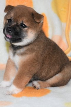 柴犬(標準サイズ)【徳島県・女の子・2021年8月13日・赤】の写真「小ぶりでかわいい柴犬の女の子　9月22日撮影」