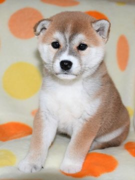 柴犬(標準サイズ)【徳島県・女の子・2021年1月4日・赤】の写真「かわいい柴犬の女の子　2月17日撮影　」