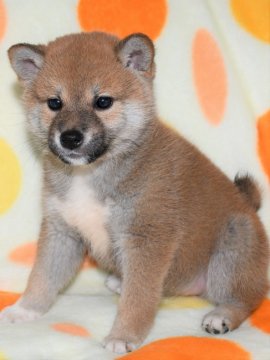 柴犬(標準サイズ)【徳島県・女の子・2020年10月1日・赤】の写真「かわいい柴犬の女の子　」