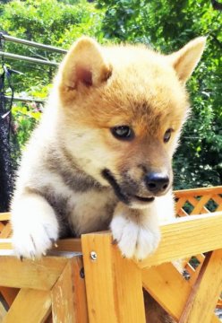 柴犬(標準サイズ)【徳島県・男の子・2017年5月26日・赤】の写真「かわいくて良血統の男の子　画像は７月26日撮影　」