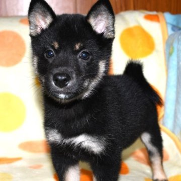 柴犬(標準サイズ)【徳島県・女の子・2023年7月20日・黒】の写真「かわいい黒柴の女の子　」