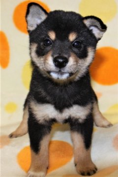 柴犬(標準サイズ)【徳島県・女の子・2018年5月31日・黒】の写真「小ぶりでかわいい黒柴の女の子」