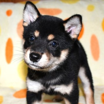 柴犬(標準サイズ)【徳島県・女の子・2023年7月20日・黒】の写真「かわいい黒柴の女の子　画像は9月6日撮影」