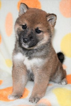 柴犬(標準サイズ)【徳島県・男の子・2022年1月14日・赤】の写真「かわいい柴犬の男の子　3月3日撮影」