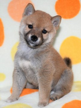 柴犬(標準サイズ)【徳島県・男の子・2020年10月1日・赤】の写真「かわいい柴犬の男の子　」