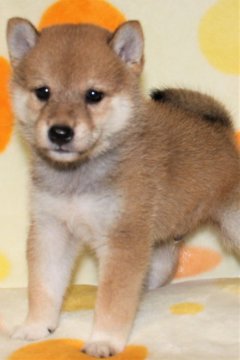 柴犬(標準サイズ)【徳島県・男の子・2018年6月20日・赤】の写真「イケメンの柴犬の男の子」