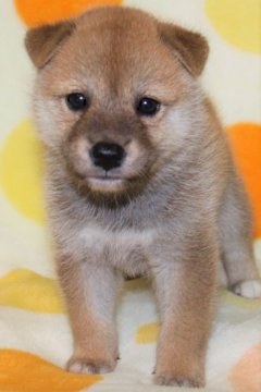 柴犬(標準サイズ)【徳島県・女の子・2018年7月6日・赤】の写真「かわいい良血統の柴犬の女の子」