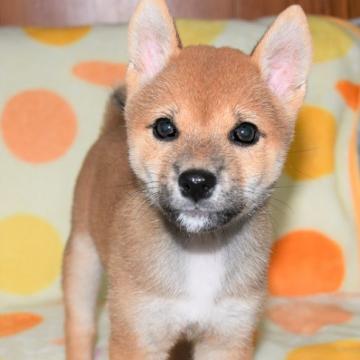 柴犬(標準サイズ)【徳島県・女の子・2022年6月21日・赤】の写真「かわいい柴犬の女の子　8月25日撮影」