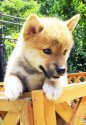 柴犬(標準サイズ)