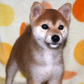 柴犬(標準サイズ)