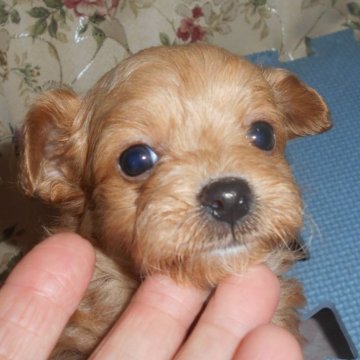 ミックス(柴犬×チワワ)【鹿児島県・男の子・2024年11月1日・アプリコット】の写真「毛色が光線の当たり方で、金色で運が良いラッキーで」