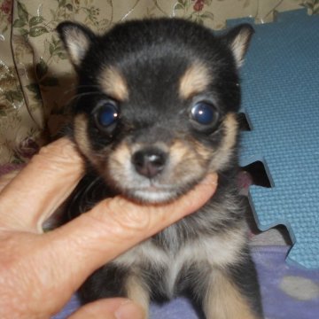 ミックス(柴犬×チワワ)【鹿児島県・男の子・2024年11月1日・黒色】の写真「お顔の色彩が、父親の豆柴犬似、小振りで可愛いです。」