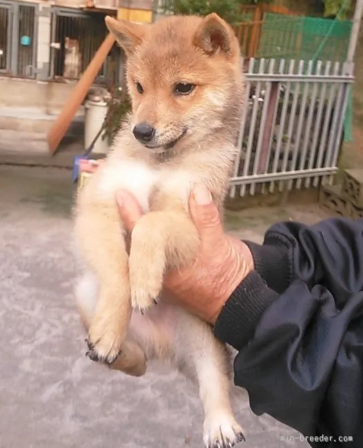 やね 様のお迎えした子犬