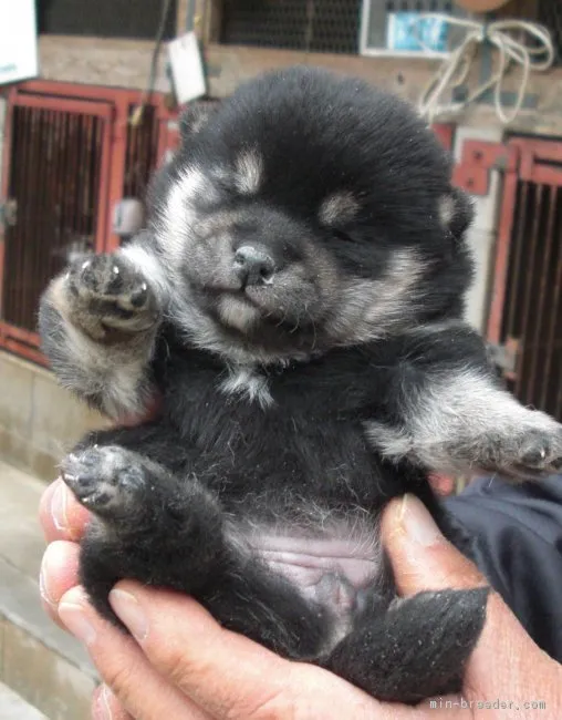 ちぃさん 様のお迎えした子犬