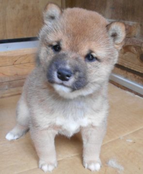 柴犬(豆柴)【鹿児島県・女の子・2021年2月15日・赤色】の写真「毛色・配色抜群に良く、愛嬌もとても良い子です。」