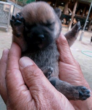 柴犬(標準サイズ)【鹿児島県・女の子・2016年10月16日・赤】の写真「桃姫の子犬。女の子２匹産まれの　甘えん坊さんです。」