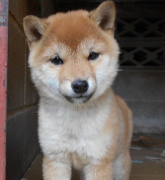 柴犬(豆柴)【鹿児島県・女の子・2019年9月12日・赤色】の写真「毛色は赤色で、愛嬌が有り、呼べば近づいて来ます。」