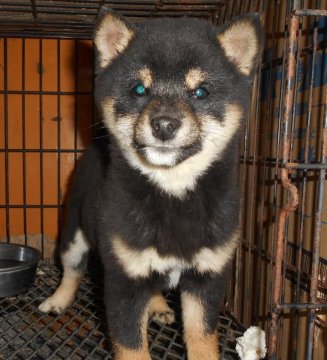 柴犬(豆柴)【鹿児島県・女の子・2021年9月16日・黒色】の写真「愛嬌たっぷりで、元気あり過ぎ」