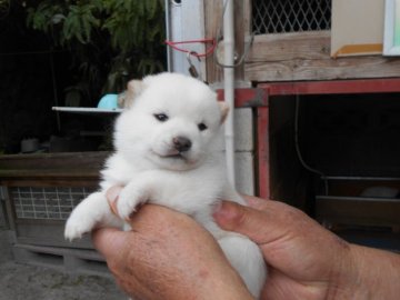 柴犬(豆柴)【鹿児島県・男の子・2021年3月3日・赤色】の写真「５匹産まれの、1匹で、無事すくすく成長しています。」